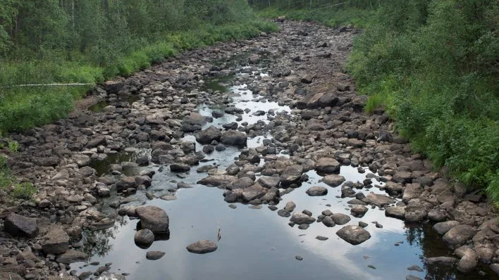 ETT HARRLIV. Här simmade en större harr som såg svulten ut.