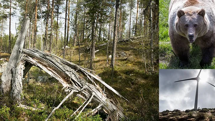 Markerna där krönikören tillbringat stora delar av sitt liv ska inhysa en stor vindkraftspark. "När NSD avslöjade planerna i november knöt det sig i magen på mig", skriver han.