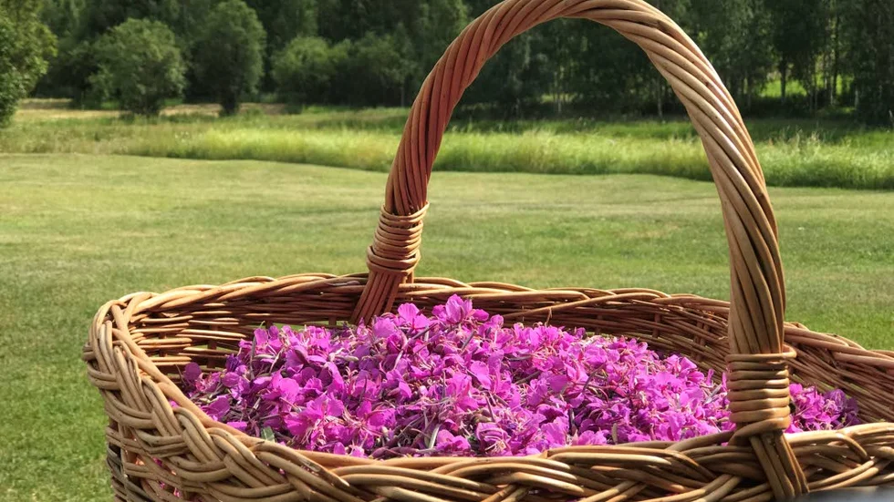 En hel korg med blommor av rallarros blev det för Eva Gunnare under måndagens plockning.