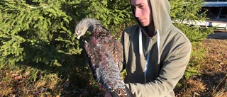 Gåtan: Jägare sköt okänd fågel