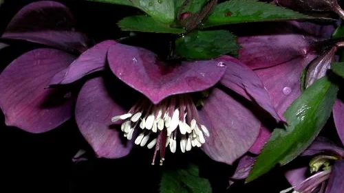 Lilaröd Helleborus orientalis.