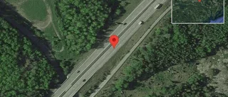 Älg på vägen på E20