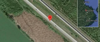 Rådjur på vägen på E4