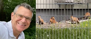Här har rävungarna flyttat in – i centrala Uppsala