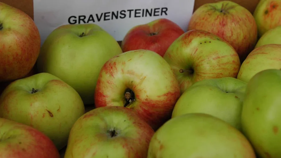 Favoritäpple 3: Gravensteiner.
"Ett stort, saftigt, krispigt äpple med fin syra som passar både i dessert och mat, varmt som kallt.  Har odlats i Sverige i mer än 200 år."