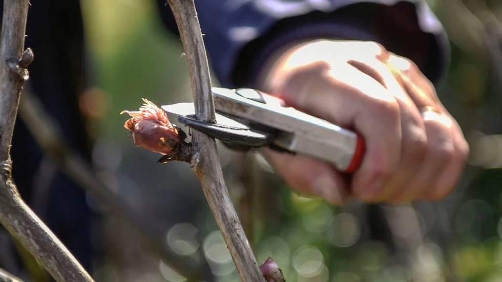 Buskpion eller trädpion tål beskärning mycket bra och ska beskäras efter blomningen eller under vårvintern.