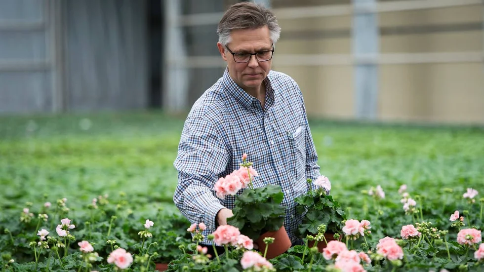 Älskar pelargoner. "Pelargoner blir lätt lite trista, långa och gängliga, och därför vill man kanske beskära dem nu till våren.", säger Oddbjörn Skalleberg.