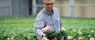 Han älskar pelargoner