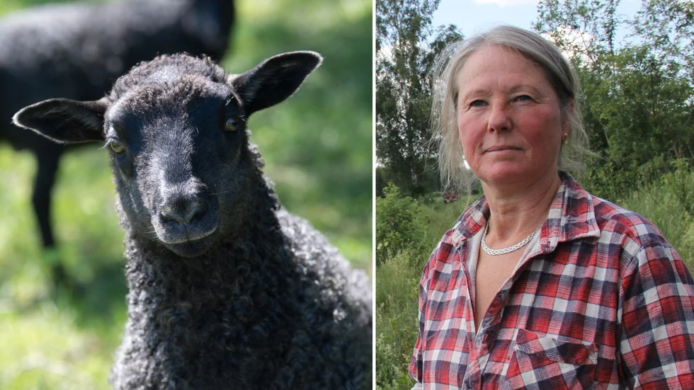 Åsa Sikberg äger 120 hektar mark utanför Lövstabruk och livnär sig som fårbonde och markägare. 
