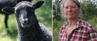Fårbonden Åsas verksamhet hotad – av mufflonfår och älgar