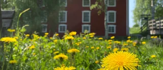 Läsarbilden: Det blommar vid kvarnen