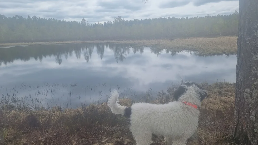 Dagens läsarbild.