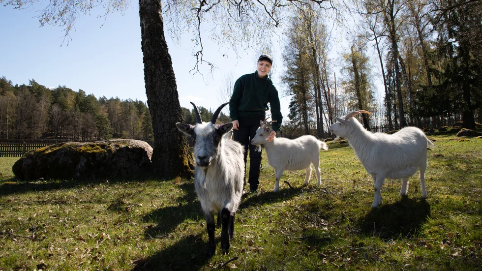 Många djur håller hagmarkerna i Valla fina. Getterna kommer rusande när djurvårdaren och alltiallon Selma Siggelin kommer in till dem.