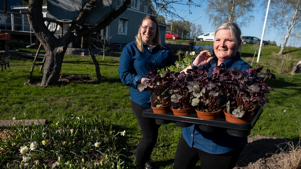 Här hemma i trädgården odlar Mia Lindberg flera av blomsorterna som hon säljer i butiken som hon byggt upp i garaget. Kollegan Emma Karlsson Candinger hjälper till.
