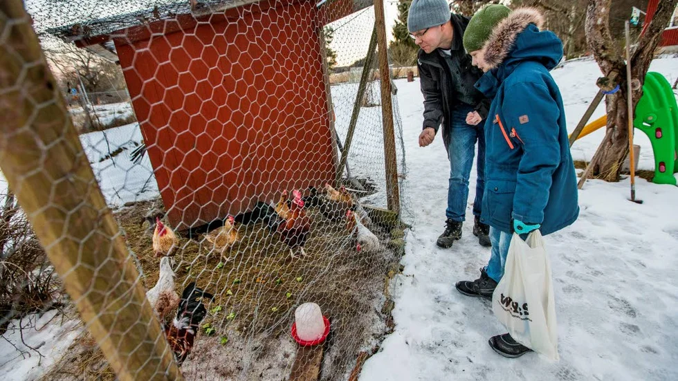 Hönsvakter. Mattias och Isak Almlöf matar hönsen åt en vän som är bortrest.