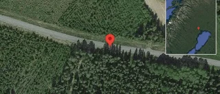 Varning för hund på vägen på väg 383