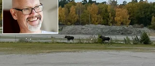 Älginvasionen på travbanan – här motas de ut med traktor