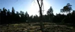 Skogen sysselsätter 
200 personer på ön