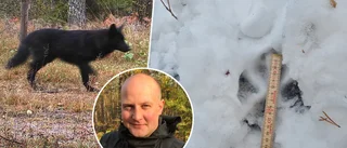 Finsk domstol kan ligga bakom varghybridens spridning