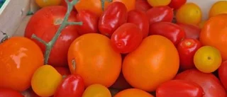 Tomatens bästa tid är nu - passa på att frossa