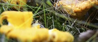 Gula fynd från skogen