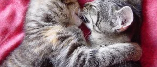 Katten - inget flockdjur