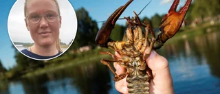 Vill varna om kräftpesten – länsstyrelsen håller möte i Niemisel