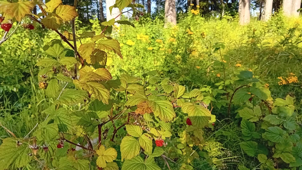 Dagens läsarbild.