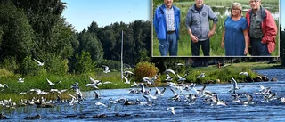 Upprört när måsar invaderar • "Mycket avföring precis överallt"