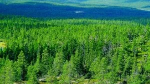 Norrbotten. Caroline Trapp ser nya möjligheter i Sveriges nordligaste län.  Foto: Frédéric Forsmark