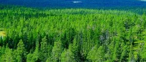 Svärmorstankar från Norrbotten