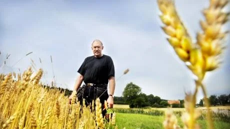 Torvald Carlsson räknar med en god skörd i år. Skälet är att han har sluppit de stora regnmängderna i juli och gynnats av det blöta aprilvädret. Foto: Lisa Olaison
