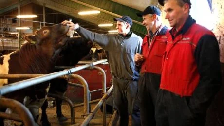Köttvinnare? Kristoffer Olofsson, Mats Olofsson och Lars-Olof Olofsson har mjölkproduktion i Väte. Men i dag kan de vinna pris som årets svenska nötköttsproducent. Foto: Malin Vinblad