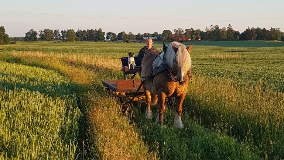 Ardennern Mulle kör häst-uber i Blacksta under lördagen. 