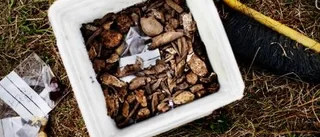 Internationellt grävande i Ala