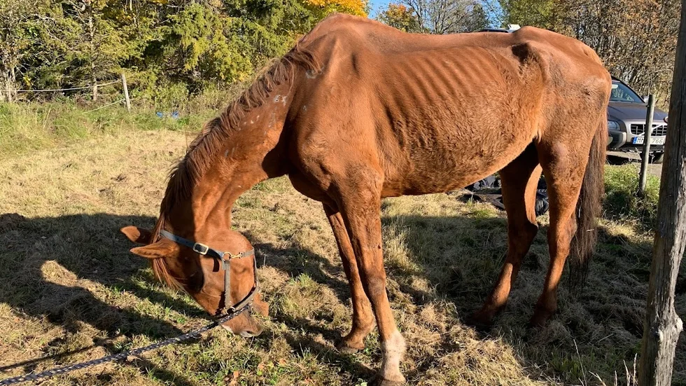 Hästen Taste dog av svält i mitten av oktober efter att ha vistats på gården i Heby kommun. Veterinären hann aldrig komma innan han var borta.