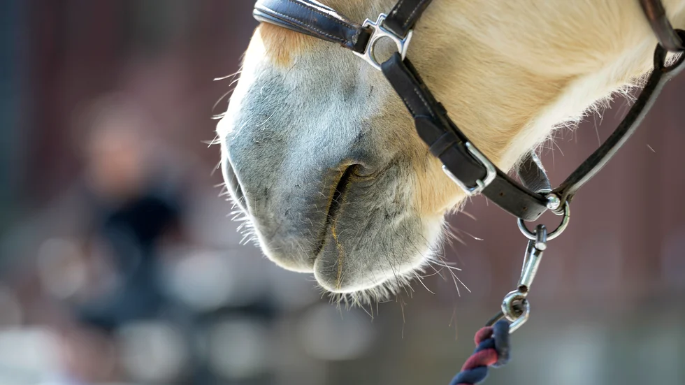 Huvudskador är den allra vanligaste skadan i samband med en ridolycka, visar siffror från försäkringsbolaget Folksam. Arkivbild.