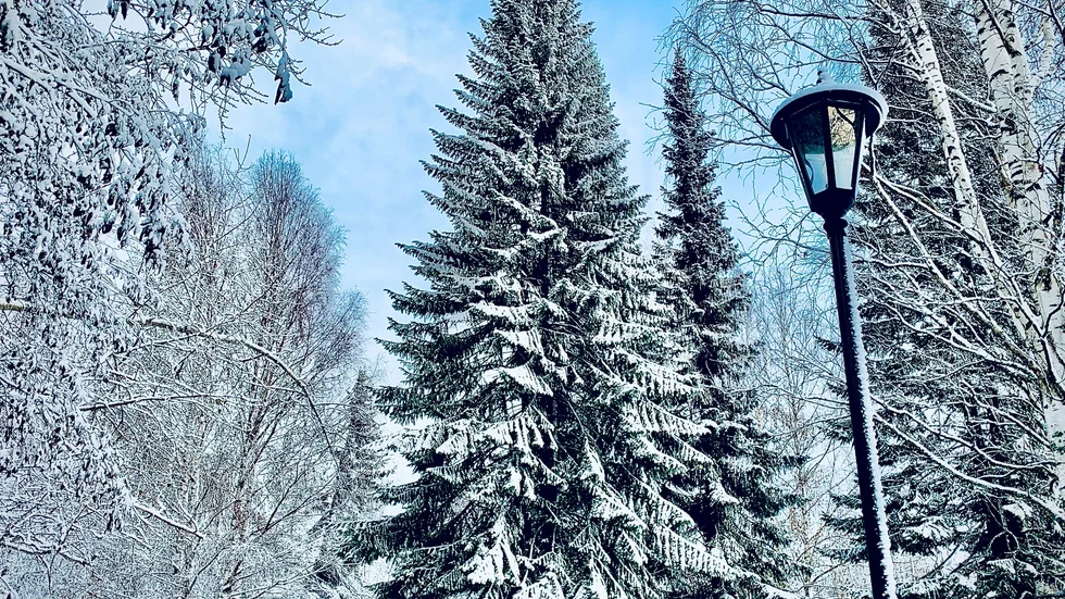 Dagens bild.