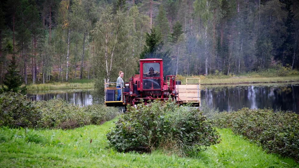 Maskinen plockar och rensar bären. Direkt efter att de skördats säljs bären vidare. Bärsorten som familjen odlar heter Hildur.