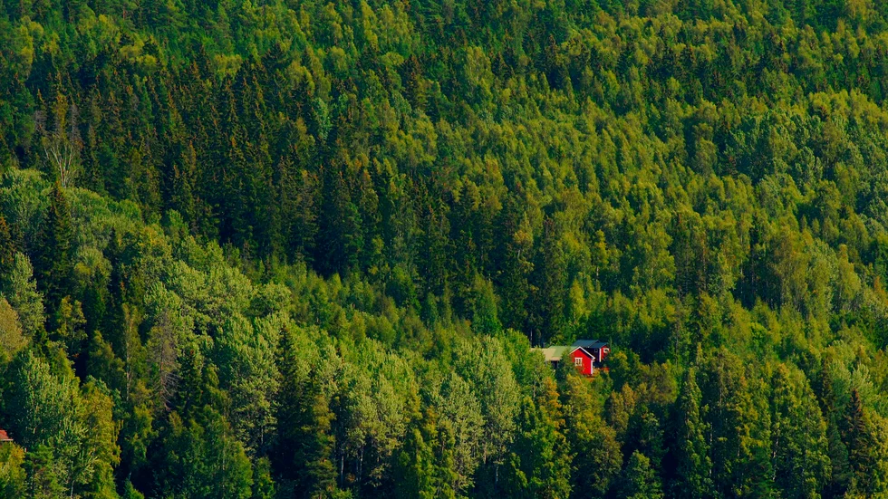 En stor del av Sverige består av skogsmark. Det tvistas om vilka av alla intressen som ska har störst inflytande på skogsförvaltningen. När det gäller urgamla saker som skogar och klimat så är mittfåran och is i magen det klart bästa rådet.