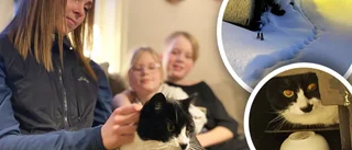 Övergivna "Frassekatten" räddades – mitt under extremkylan
