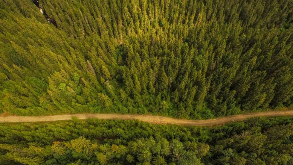 Skogsstyrelsen har fattat beslut om att pausa inventeringen av skogsområden med mycket höga naturvärden, så kallade nyckelbiotoper, i nordvästra Sverige. Arkivbild.