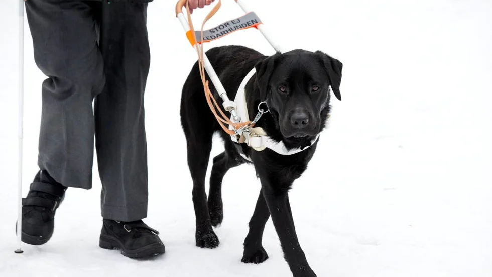 Möt. ledarhunden på rätt sida och varna om du är ute med egen hund, vädjar Christer Karlsson