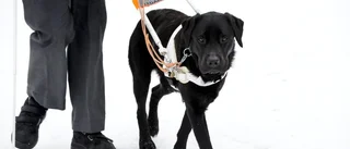 Lång väntan på ny ledarhund