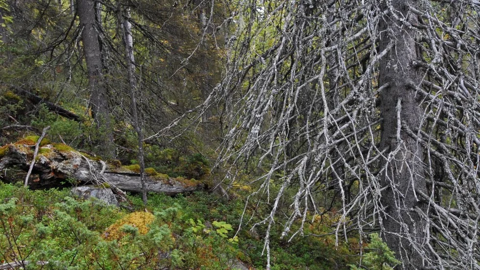 Björn Mildh skriver om hur Sveaskog har fått ett major CAR, ett så kallat "rött kort", efter bristande miljöhänsyn i Norrbotten och Västerbotten, här är en bild i en naturskog på Strandberget hösten 2016.