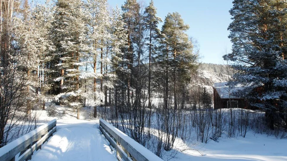 Kullarna på Selholmen kan vara gravhögar från järnåldern. "Det skulle kunna bli en sevärdhet i Älvsbyn", säger arkeologen Frida Palmbo.