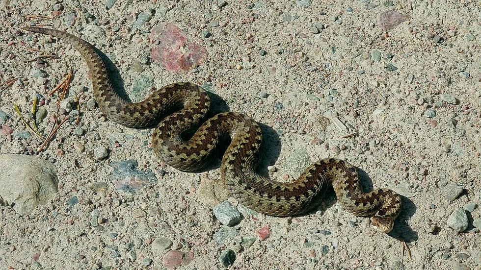Huggormarna har vaknat ungefär två veckor tidigare än vanligt och därmed ökar risken för att skogsströvande hundar ska bli bitna. (Arkivbild)