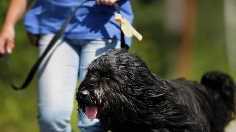 Den gula rosetten syns tydligt i kopplet, och har börjat användas av fler och fler hundägare.