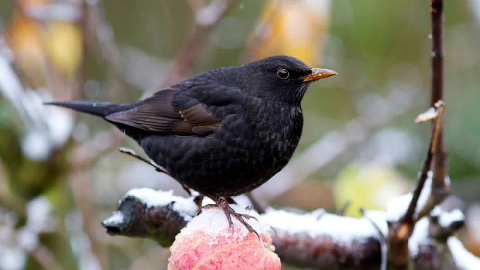 Koltrasten är en av de fåglar som inrapporterats mer frekvent i vinter, troligen på grund av den långa hösten.