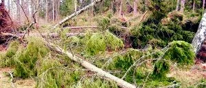55 procent av länets skog är försäkrad